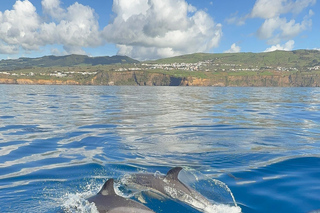 Terceira: Delfin-Erlebnis mit verhaltensorientierter Führung