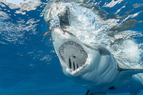 Cape Town: Private Tour with Customizable Itinerary
