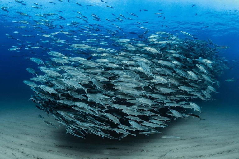 Expérience de plongée sous-marine sur le côté ou à AlanyaDe côté