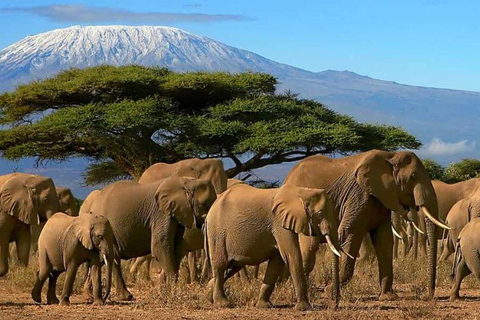 Kilimanjaro: 10-Day Northern Circuit Trek with Airport …