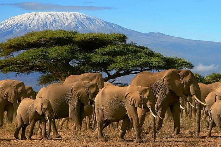 Kilimanjaro: 10-Day Northern Circuit Trek with Airport …