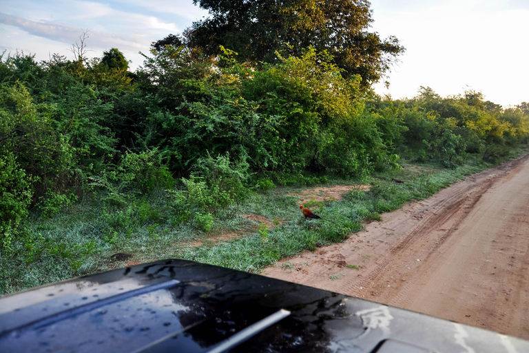 Safari al Parque Nacional de Minneriya desde Kandy