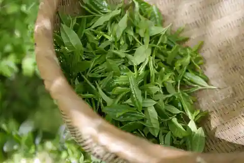 Tour di un giorno alla fattoria del tè di Kiambethu a Limuru