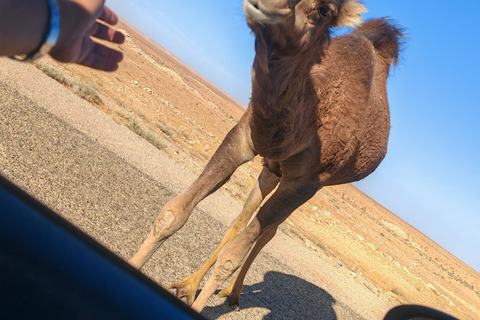 جربة: رحلة سفاري لليلة واحدة في خيام البربر.