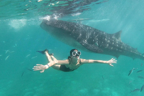 Cebú: Natación con tiburón ballena y barranquismo en las cataratas Kawasan