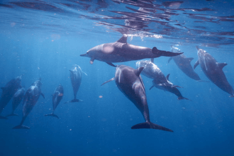 Bateau privé à l&#039;Île aux Bénitiers : Plongée en apnée avec les dauphins et homardBateau privé Île aux Bénitiers : Nage avec les dauphins et homard