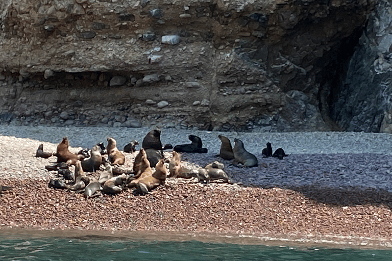 Paracas: Ballestas Islands Morning Boat Tour