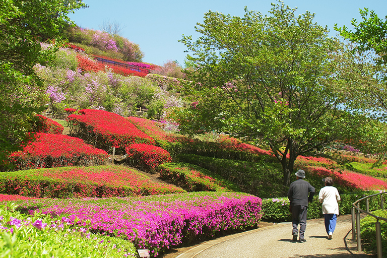 From Tokyo: Aikawa Park & Enoshima Private Family Day Trip From Tokyo: Private Family Trip to Aikawa Park & Enoshima