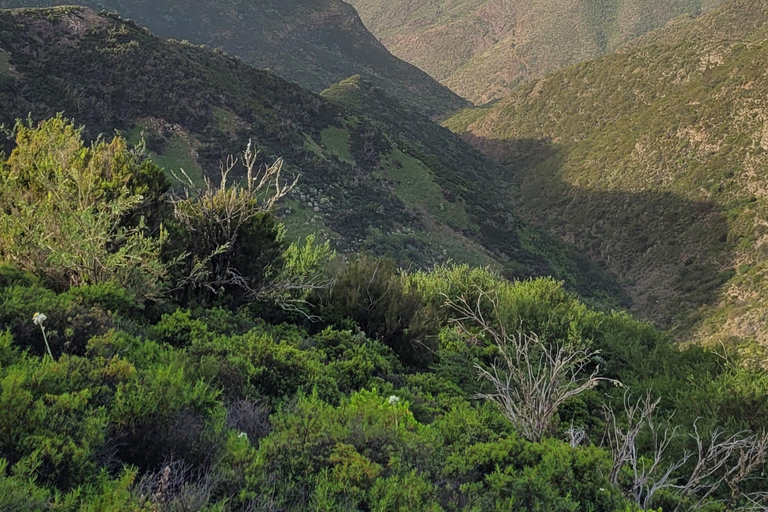 Teno: Circular hike from Erjos over the mountain ridge with views of Masca