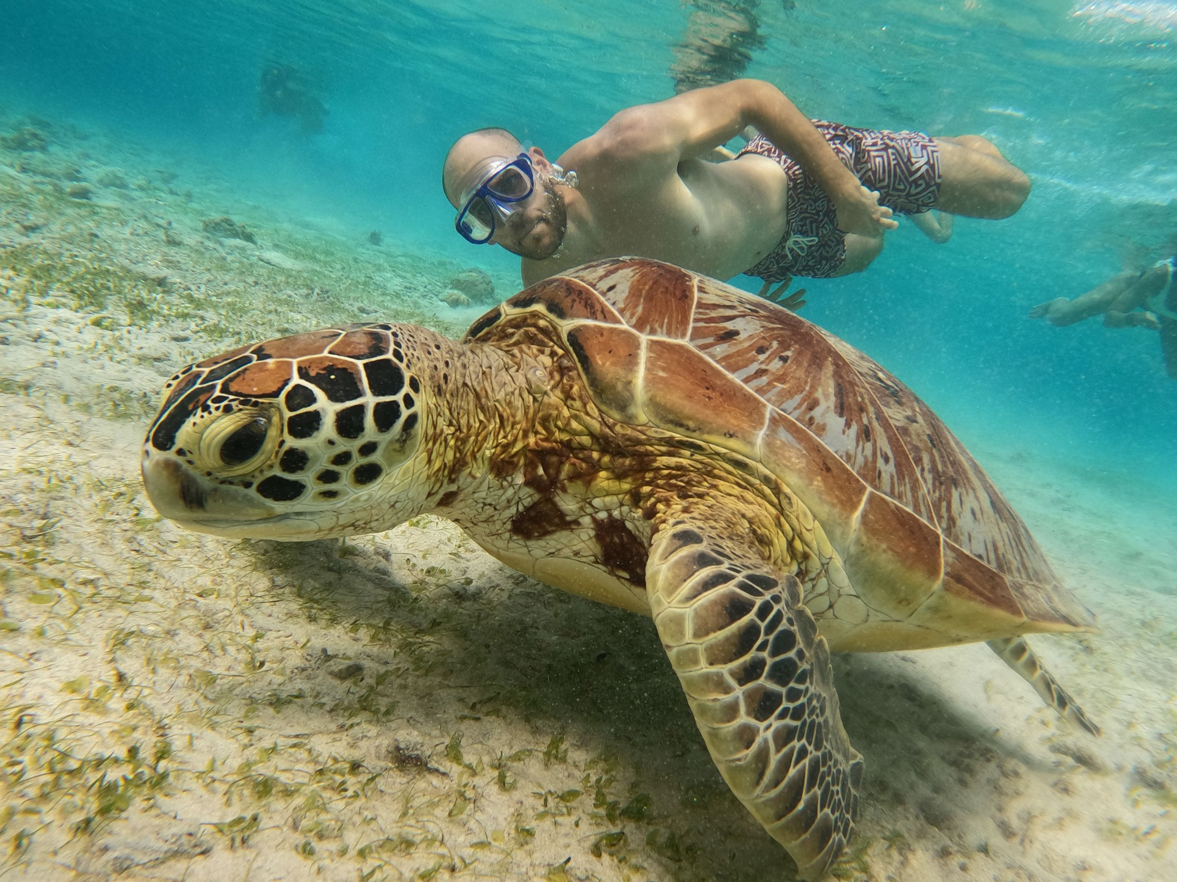 Von Lombok: Schnorcheln mit Schildkröten & Riffen auf 3 Gili-Inseln