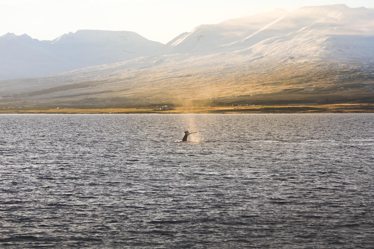 Whale Watching from Akureyri - Small Group Tour (Hjalteyri)