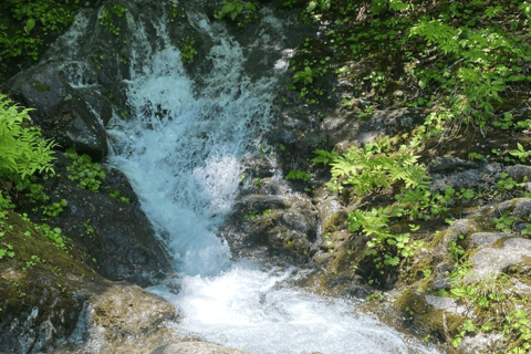 Tokyo: Tour privato di un giorno di Nikko, Patrimonio dell&#039;Umanità dell&#039;Unesco, e prelievo di campioni