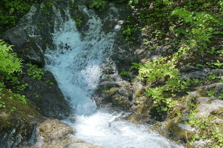 Tokyo: Tour privato di un giorno di Nikko, Patrimonio dell&#039;Umanità dell&#039;Unesco, e prelievo di campioni