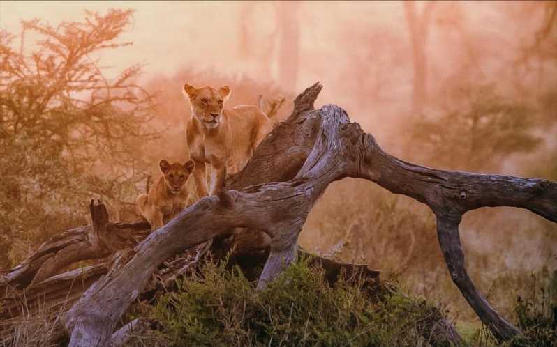 Arusha: 4 days Safari in Tarangire, Serengeti & Ngorongoro