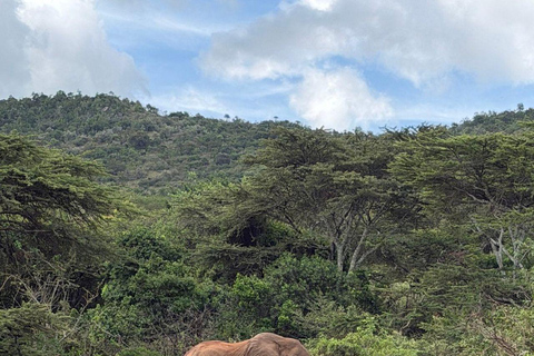 Nairobi: 3-Day epic trip to Maasai Mara Reserve with meals 3 days, 2 nights private safari to Mara in a tourist VAN