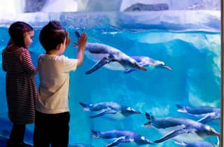 Costanza: biglietto d'ingresso al SEA LIFE Costanza