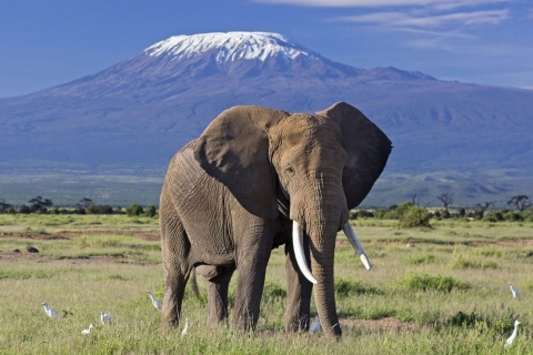3 jours de safari dans le parc national d'Amboseli à l'AA Lodge