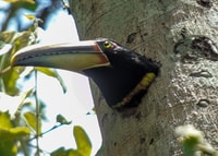 Mindo Cloud Forest und Vogelbeobachtungstour - Housity