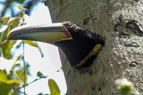Forêt nuageuse de Mindo et observation des oiseauxBillet pour l'excursion privée dans la forêt nuageuse de Mindo et l'observation des oiseaux