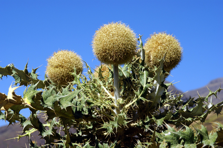 Addis Abeba: Góry Simien i Lalibela 10-dniowa wycieczkaAddis Abeba: 10-dniowa wycieczka w góry Simien i Lalibela