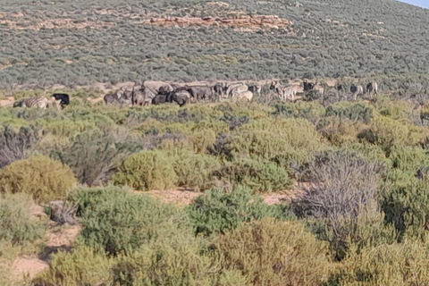 Safari au coucher du soleil dans la réserve de chasse d&#039;Aquila avec transport privé