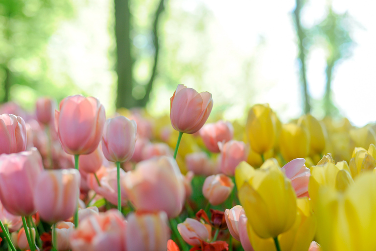 La mágica Delft y la finca Keukenhof: Tulipanes en abundanciaVisita a los Tulipanes de Keukenhof y Delft desde Bruselas