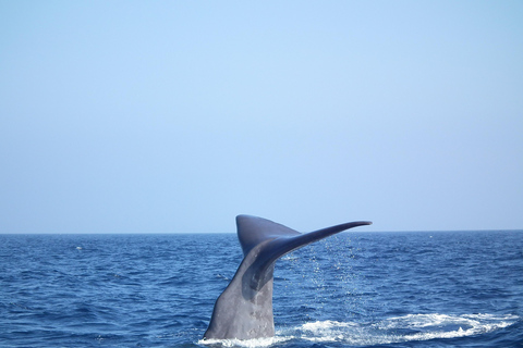Whale watching, dolphins, and whales departing from Bandol