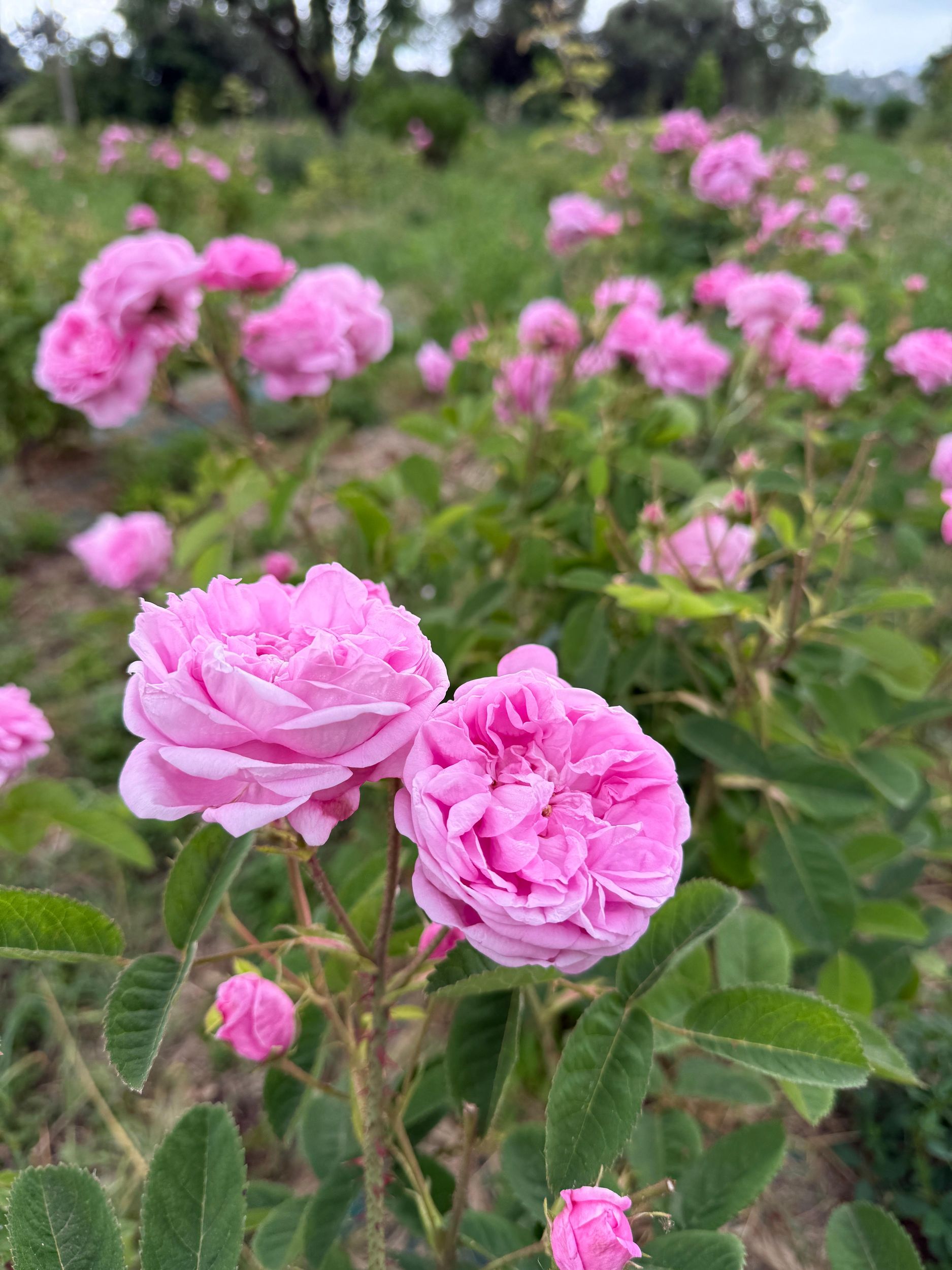Grasse: Entdeckung der Centifolia-Rosen, Pflücken + Destillieren