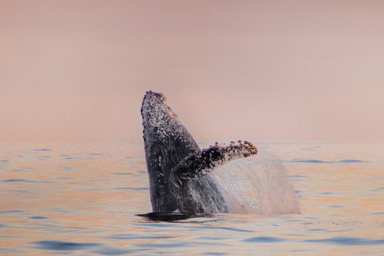 Sunset Whale Watching Cruise in Cabo San Lucas