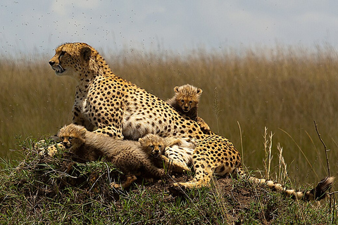 Halbtägige Morgen-/Nachmittagstour zum Nairobi-Nationalpark.