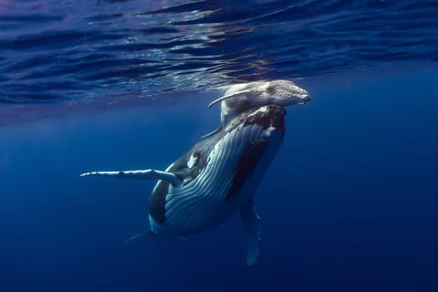 Moorea : excursion d'observation de baleines et de nage avec boissons