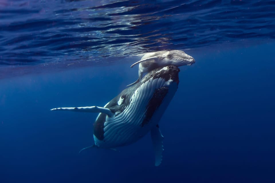 Moorea : excursion d'observation de baleines et de nage avec boissons