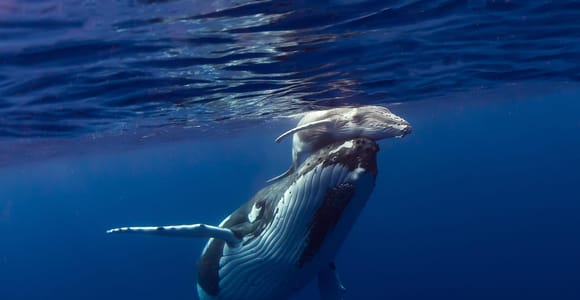 Moorea: Whale Watching and Swimming Tour with drinks