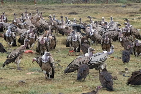 From Addis: Blue Nile Gorge, Baboons & Waterfalls