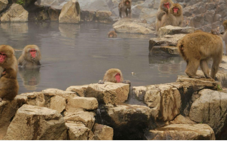 Depuis Tokyo et Nagano : Visite privée de luxe d&#039;une journée pour le singe des neiges