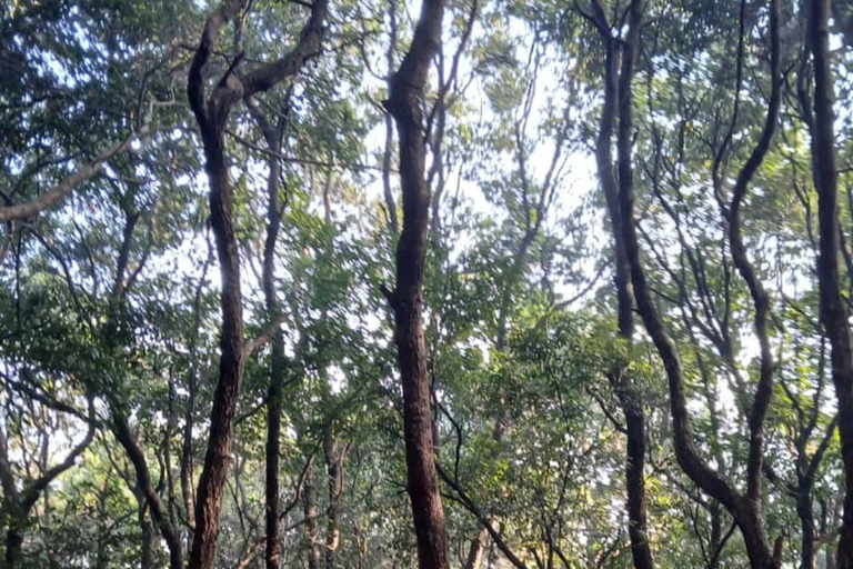 Shivapuri Nagarjun: Half-Day Hiking to Jamacho Gumba