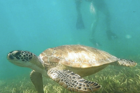 Bucea con manatíes y tortugas en San JuanSnorkel en San Juan: Avistamiento de manatíes, tortugas marinas y ¡mucho más!
