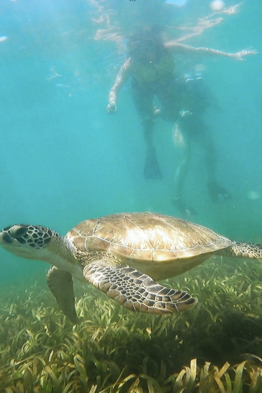 San Juan: Manatee and Turtle Snorkeling Tour with Free Rum