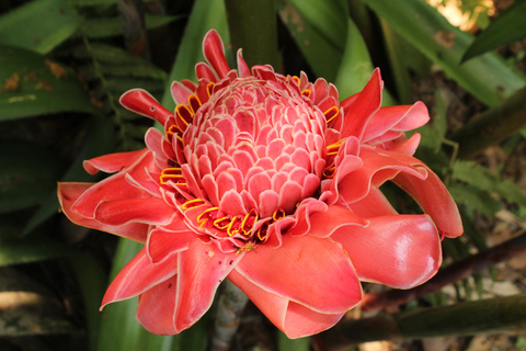 نزهة باسو ديل مانجو والحديقة النباتية والشوكولاتة