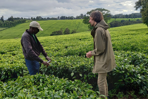 Nairobi: excursão de meio dia a uma fazenda de chá com almoço e degustação de chá.Nairóbi: Passeio de meio dia para tomar chá com almoço e degustação de chá.