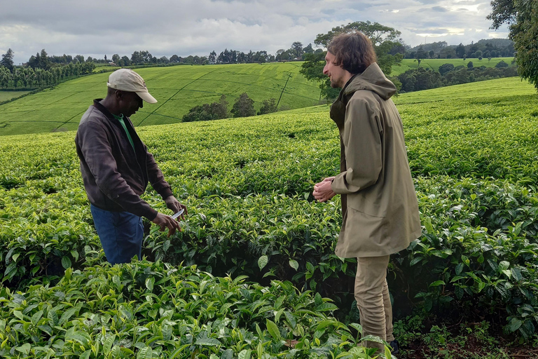 Nairobi: excursão de meio dia a uma fazenda de chá com almoço e degustação de chá.Nairóbi: Passeio de meio dia para tomar chá com almoço e degustação de chá.