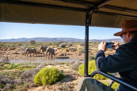Cape Town: One-Day Safari with Game Drive & Lunch