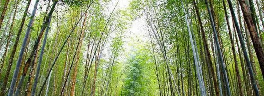 Taichung : visite de la forêt de Xitou, de Lukang et du Village Arc-en-Ciel