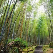Taichung: Xitou Forest, Lukang, and Rainbow Village Tour Taichung: Xitou Forest, Lukang, and Rainbow Village Tour