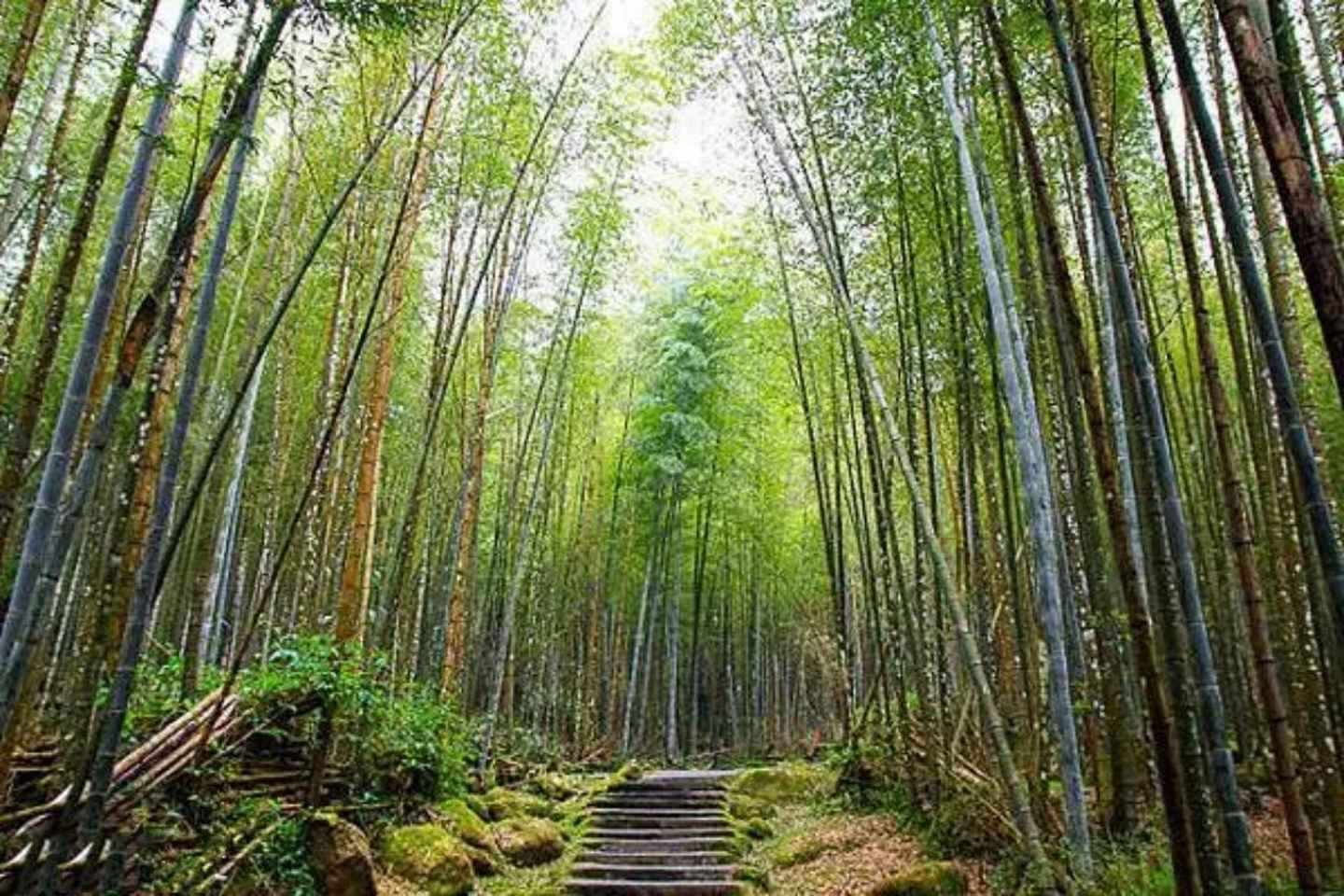 Taichung: Xitou Forest, Lukang, and Rainbow Village Tour - 10-hour journey (four-seater business car)