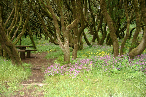 La Gomera: A Floresta Tropical (parque nacional)La Gomera: Caminhadas na floresta tropical