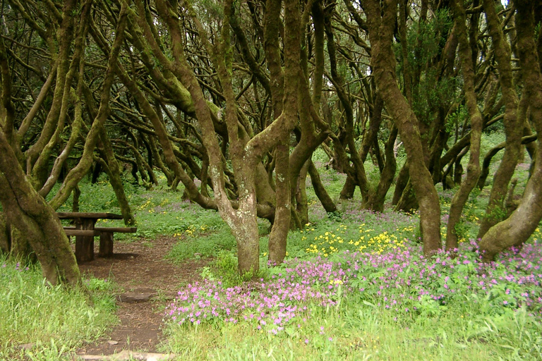 La Gomera: Las deszczowy (park narodowy)La Gomera: Wędrówki po lesie deszczowym