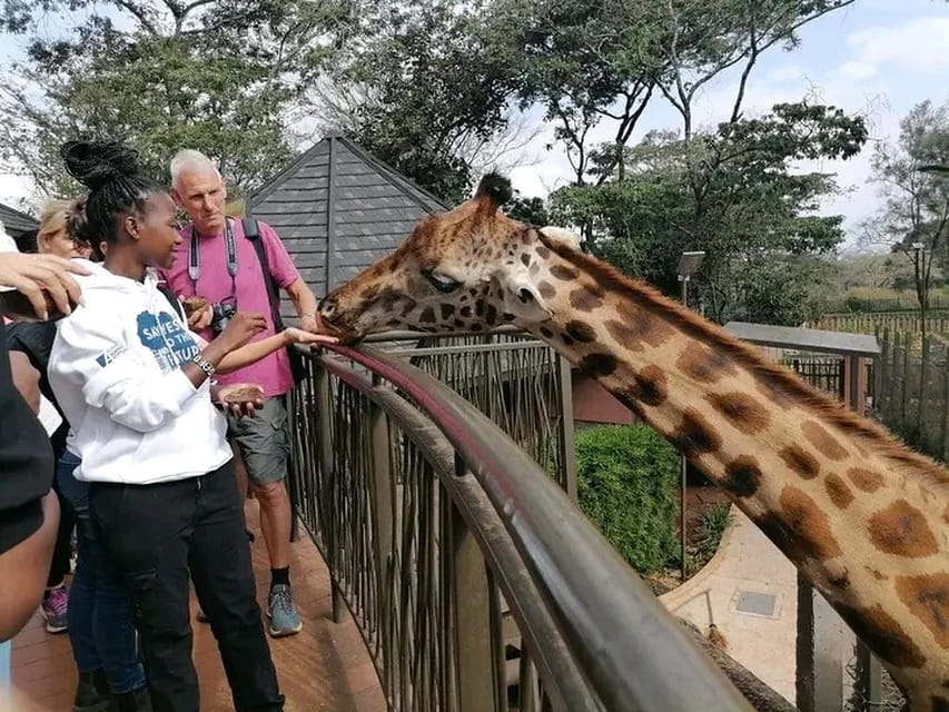 Nairobi: Giraffes Centre,Karen Blixen Museum Tour. | GetYourGuide