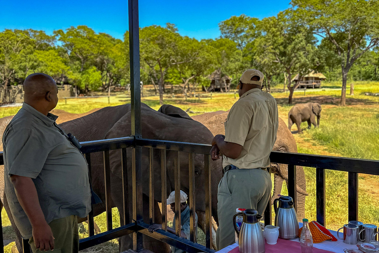 Victoria Falls: Elecrew através dos olhos de um elefante