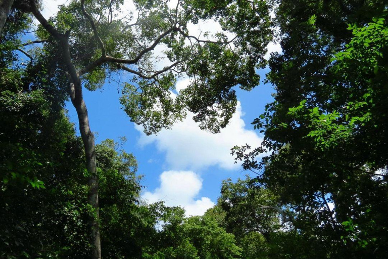 Malindi/Watamu: Half day adventure in Arabuko Sokoke Forest